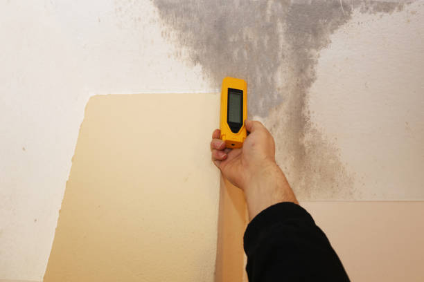 Professional Mold Removal in Rochester, MN